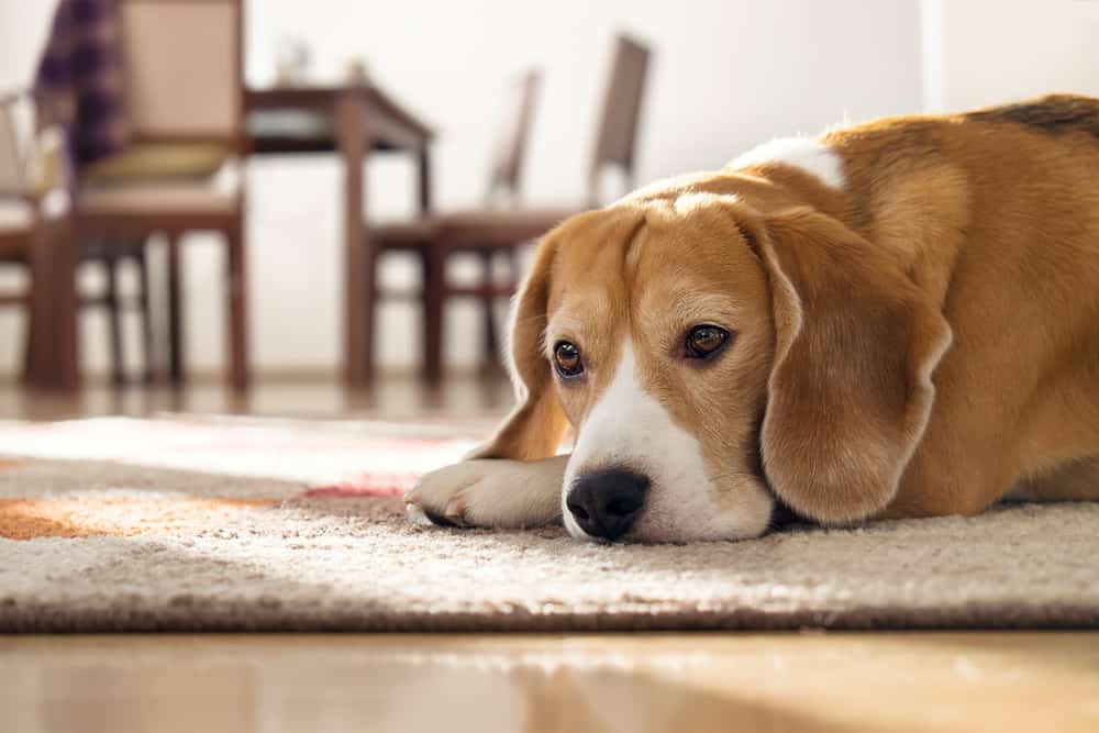 Werden Hunde depressiv? 7 versteckte Anzeichen für Depressionen bei Hunden