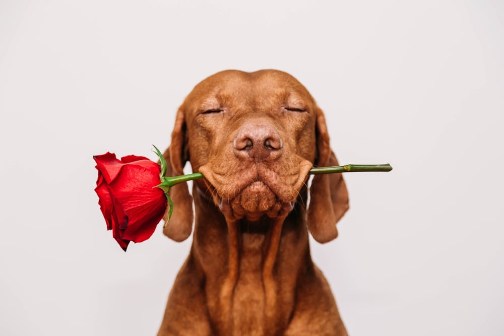 50 schöne Zitate zum Valentinstag, um deine Liebe auszudrücken