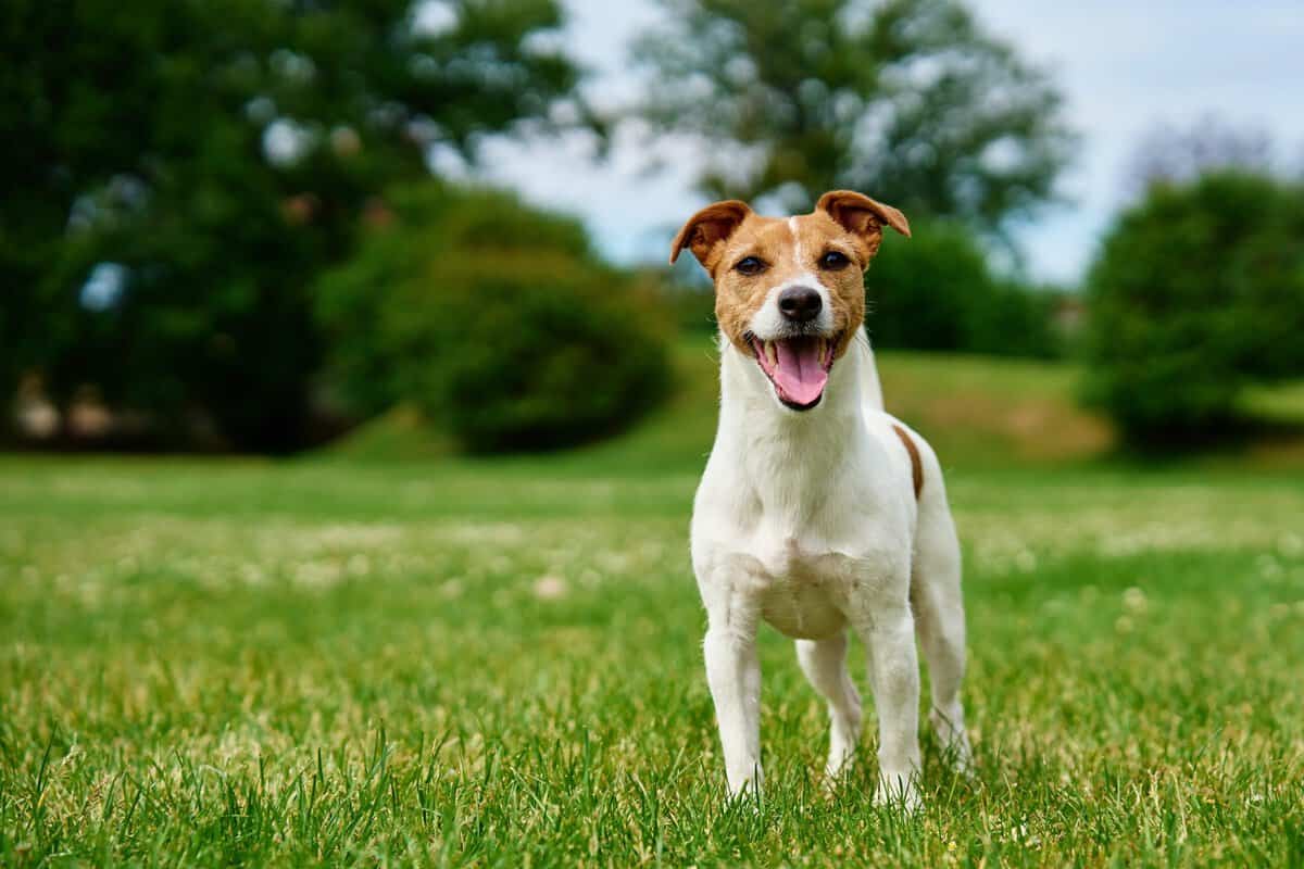 Warum viele Hundebesitzer Schmerzen bei ihrem Hund viel zu sp&auml;t bemerken
